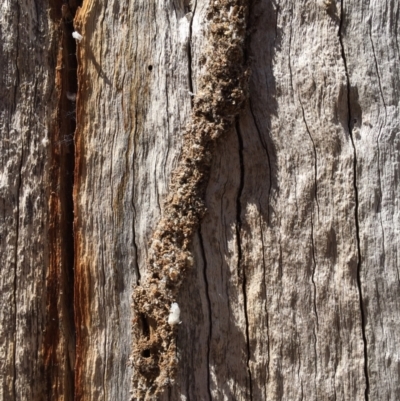 Papyrius sp. (genus) (A Coconut Ant) at Piney Ridge - 17 Nov 2023 by dwise