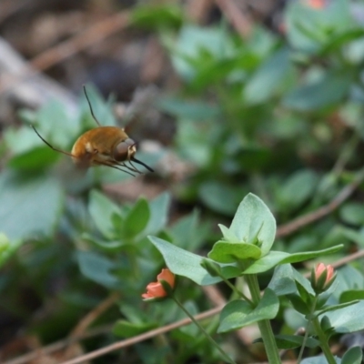 Unidentified Bee fly (Bombyliidae) at Point Lookout, QLD - 14 Nov 2023 by TimL