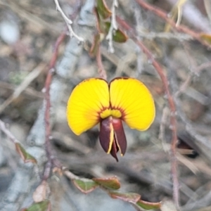 Bossiaea buxifolia at Gigerline Nature Reserve - 18 Nov 2023