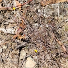 Bossiaea buxifolia at Gigerline Nature Reserve - 18 Nov 2023 02:23 PM