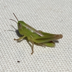 Praxibulus sp. (genus) (A grasshopper) at Kangaroo Valley, NSW - 17 Nov 2023 by lbradley