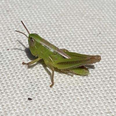 Praxibulus sp. (genus) (A grasshopper) at Kangaroo Valley, NSW - 17 Nov 2023 by lbradleyKV