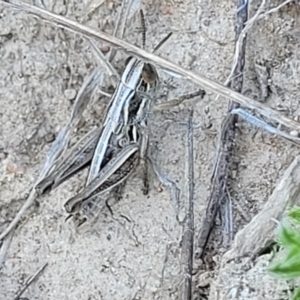 Praxibulus sp. (genus) at Gigerline Nature Reserve - 18 Nov 2023 02:21 PM