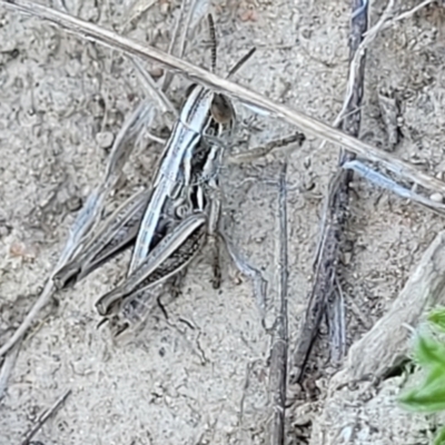 Praxibulus sp. (genus) (A grasshopper) at Tuggeranong, ACT - 18 Nov 2023 by trevorpreston