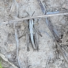 Praxibulus sp. (genus) at Gigerline Nature Reserve - 18 Nov 2023