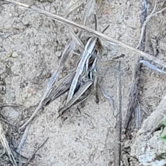 Praxibulus sp. (genus) at Gigerline Nature Reserve - 18 Nov 2023 02:21 PM