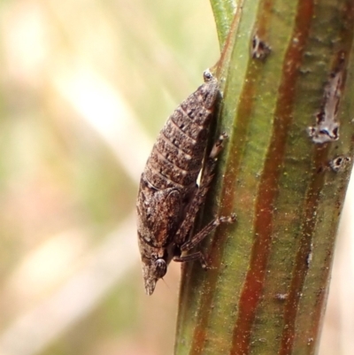 Ledrinae (subfamily) (A Flat-headed Leafhopper) at Mount Painter - 16 Nov 2023 by CathB