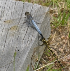 Synthemis eustalacta (Swamp Tigertail) at Bolivia, NSW - 28 Dec 2006 by PJH123