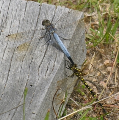 Unidentified Dragonfly (Anisoptera) at Bolivia, NSW - 28 Dec 2006 by PJH123