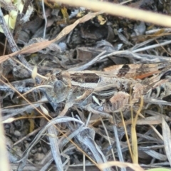 Brachyexarna lobipennis (Stripewinged meadow grasshopper) at Gigerline Nature Reserve - 18 Nov 2023 by trevorpreston