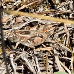 Brachyexarna lobipennis at Gigerline Nature Reserve - 18 Nov 2023