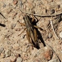 Praxibulus sp. (genus) (A grasshopper) at Tuggeranong, ACT - 18 Nov 2023 by trevorpreston