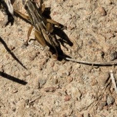 Praxibulus sp. (genus) at Gigerline Nature Reserve - 18 Nov 2023 02:18 PM