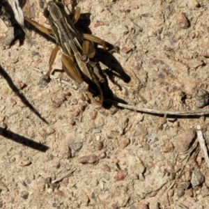 Praxibulus sp. (genus) at Gigerline Nature Reserve - 18 Nov 2023