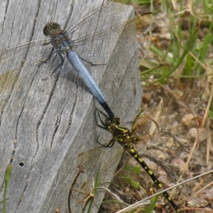 Orthetrum caledonicum at Bolivia, NSW - suppressed