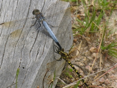 Orthetrum caledonicum (Blue Skimmer) at Bolivia, NSW - 28 Dec 2006 by PJH123