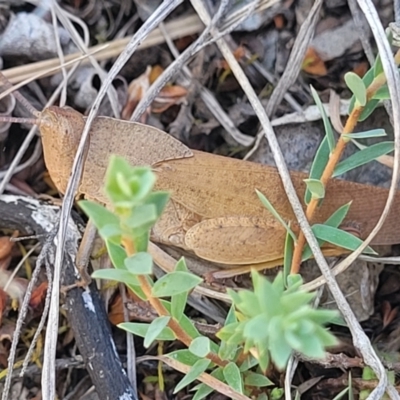 Goniaea australasiae (Gumleaf grasshopper) at Tuggeranong, ACT - 18 Nov 2023 by trevorpreston
