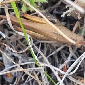 Goniaea australasiae at Gigerline Nature Reserve - 18 Nov 2023