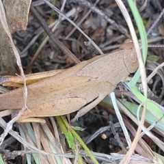 Goniaea australasiae at Gigerline Nature Reserve - 18 Nov 2023 02:18 PM