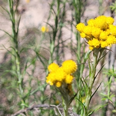 Chrysocephalum semipapposum (Clustered Everlasting) at Gigerline Nature Reserve - 18 Nov 2023 by trevorpreston