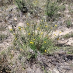 Chrysocephalum semipapposum at Gigerline Nature Reserve - 18 Nov 2023 02:15 PM