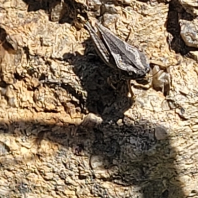 Tetrigidae (family) (Pygmy grasshopper) at Tuggeranong, ACT - 18 Nov 2023 by trevorpreston