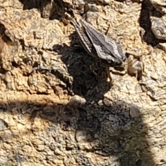 Tetrigidae (family) (Pygmy grasshopper) at Gigerline Nature Reserve - 18 Nov 2023 by trevorpreston