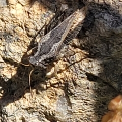 Tetrigidae (family) at Gigerline Nature Reserve - 18 Nov 2023