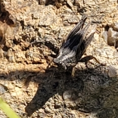 Tetrigidae (family) at Gigerline Nature Reserve - 18 Nov 2023