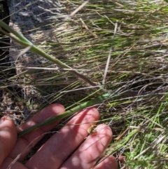 Calochilus sp. (A Beard Orchid) at Rendezvous Creek, ACT - 18 Nov 2023 by MattM