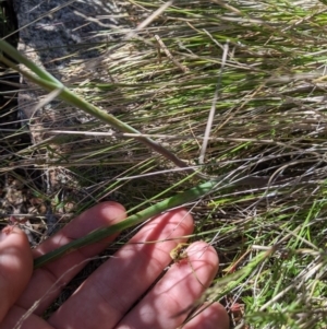 Calochilus sp. at Namadgi National Park - 18 Nov 2023