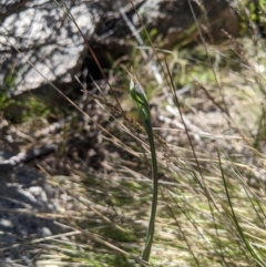 Calochilus sp. at Namadgi National Park - 18 Nov 2023