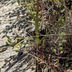 Diuris monticola (Highland Golden Moths) at Rendezvous Creek, ACT - 17 Nov 2023 by MattM