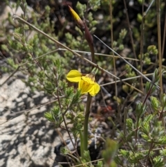 Diuris monticola at Namadgi National Park - suppressed