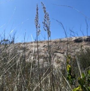 Deyeuxia monticola at Namadgi National Park - 18 Nov 2023 10:11 AM