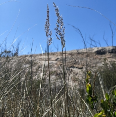 Deyeuxia monticola (A Bent-grass) at Rendezvous Creek, ACT - 17 Nov 2023 by MattM