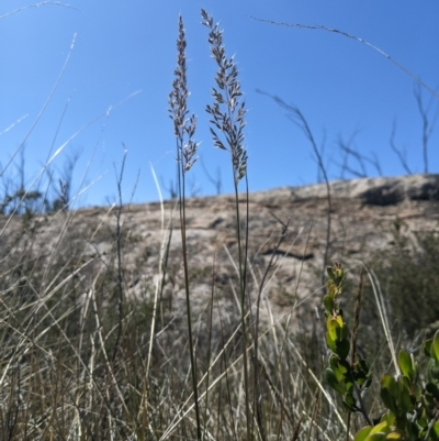 Deyeuxia monticola (A Bent-grass) at Namadgi National Park - 18 Nov 2023 by MattM