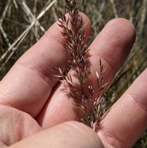 Deyeuxia monticola at Namadgi National Park - 18 Nov 2023 10:11 AM