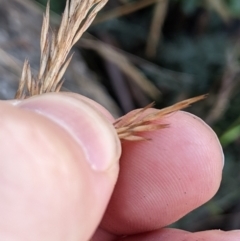 Deyeuxia monticola (A Bent-grass) at Namadgi National Park - 18 Nov 2023 by MattM