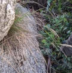 Deyeuxia monticola at Namadgi National Park - 18 Nov 2023