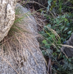 Deyeuxia monticola at Namadgi National Park - 18 Nov 2023