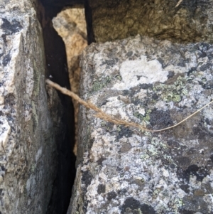 Deyeuxia monticola at Namadgi National Park - 18 Nov 2023