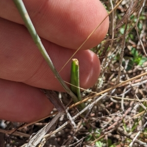 Thelymitra juncifolia at Namadgi National Park - suppressed