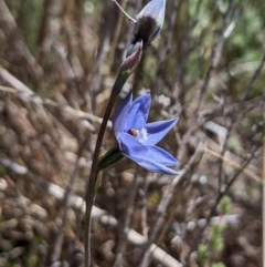 Thelymitra juncifolia at Namadgi National Park - suppressed