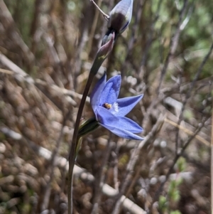 Thelymitra juncifolia at Namadgi National Park - suppressed