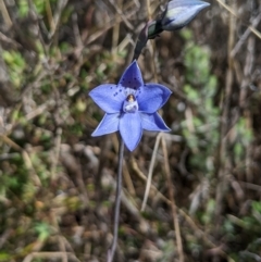 Thelymitra juncifolia at Namadgi National Park - suppressed