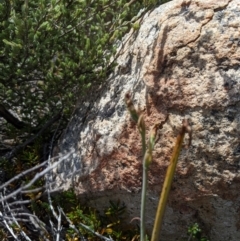 Calochilus sp. (A Beard Orchid) at Rendezvous Creek, ACT - 18 Nov 2023 by MattM