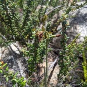 Calochilus sp. at Namadgi National Park - suppressed