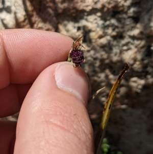 Calochilus sp. at Namadgi National Park - suppressed