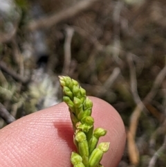 Microtis unifolia (Common Onion Orchid) at Namadgi National Park - 18 Nov 2023 by MattM